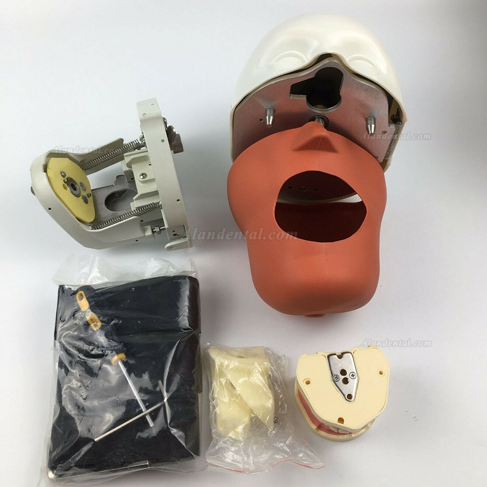 Jingle JG-C1 Dental Practice Model Head Clamp Type Simulation Phantom Head (Compatible with Nissin Kilgore/Frasaco)